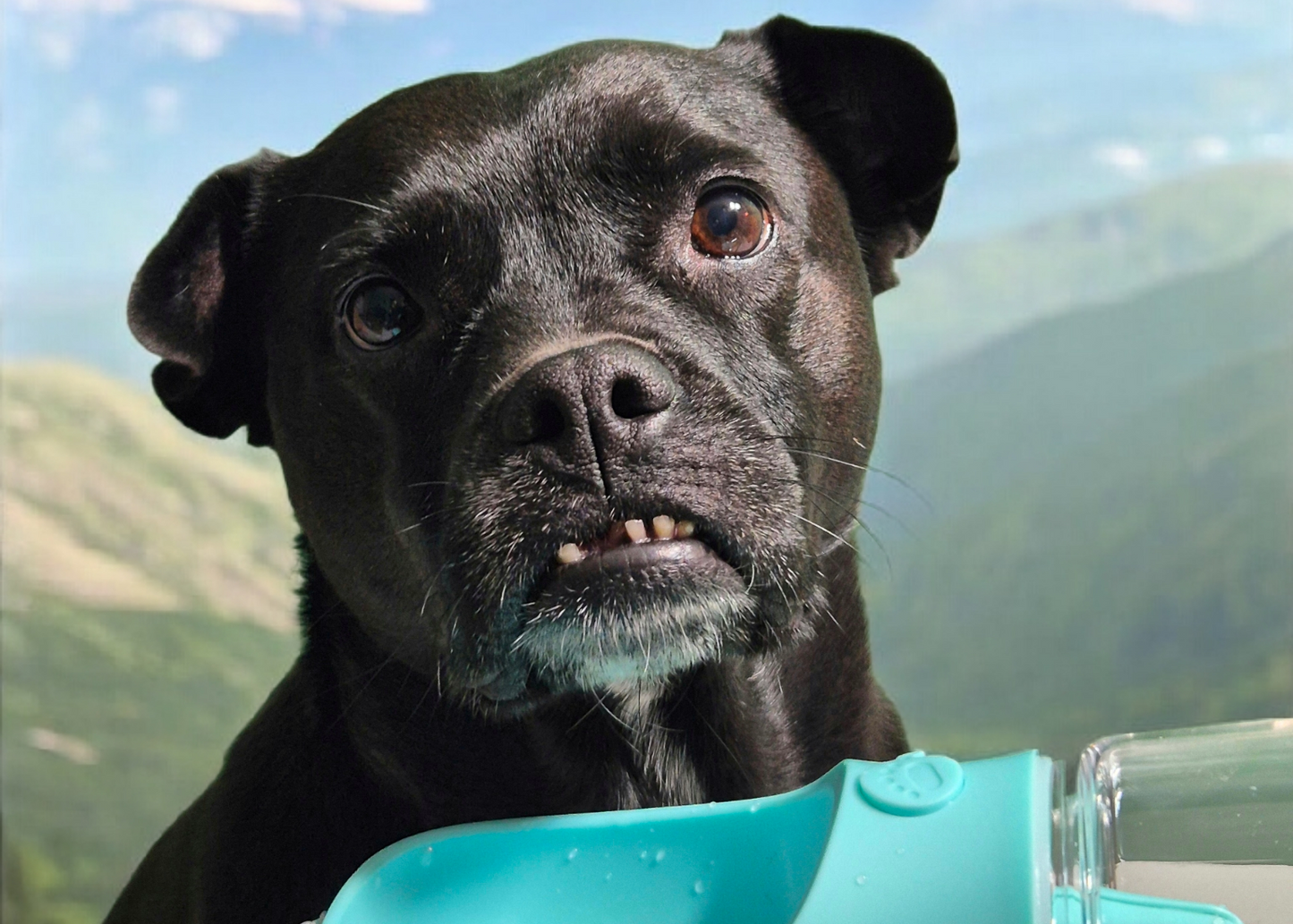 Gourde Portable pour chien