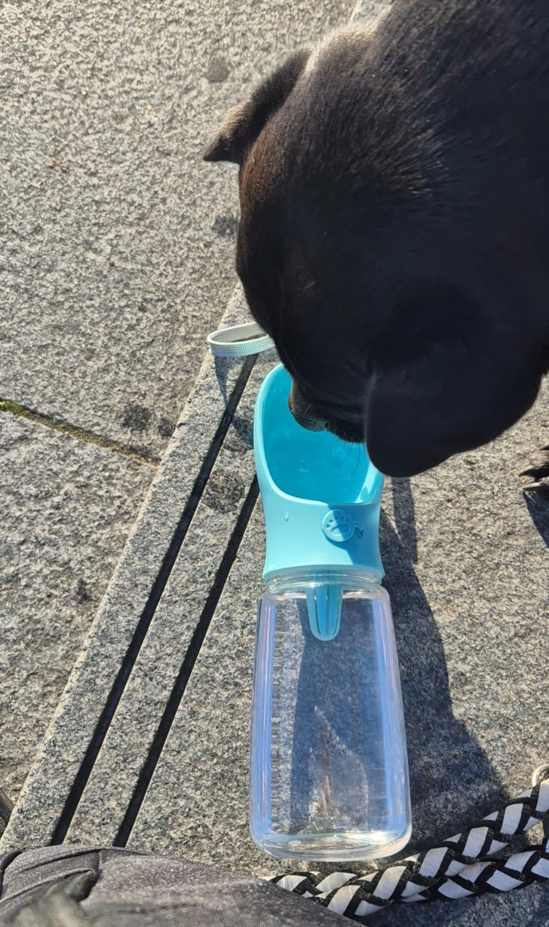 Gourde Portable pour chien